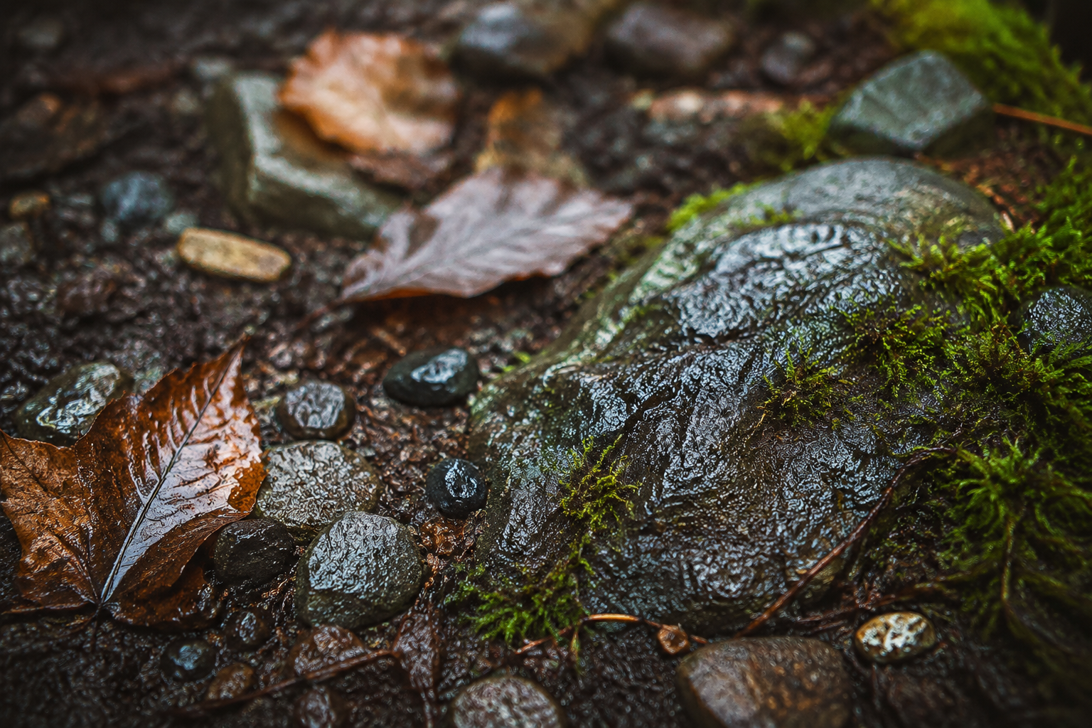 Wet stones, soil and moss on an outdoor path
